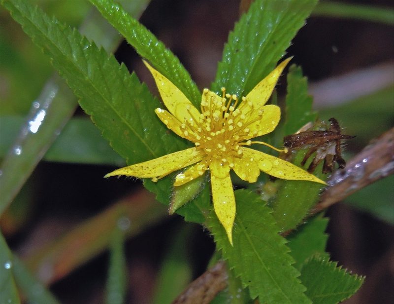 Corchorus orinocensis, photographed by Hugo Hulsberg
