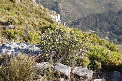 Othonna dentata, photographed by Tony Rebelo