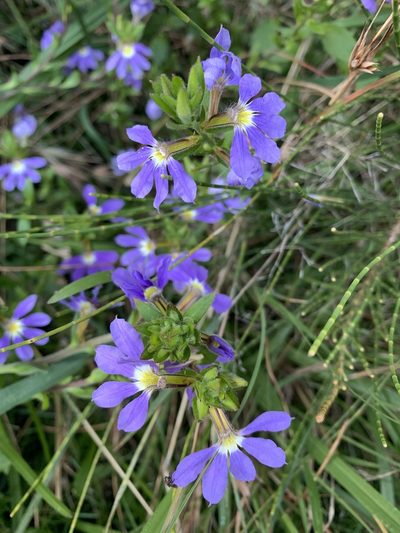 Scaevola aemula, photographed by Lukas Clews