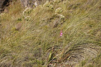 Bobartia indica, photographed by Tony Rebelo