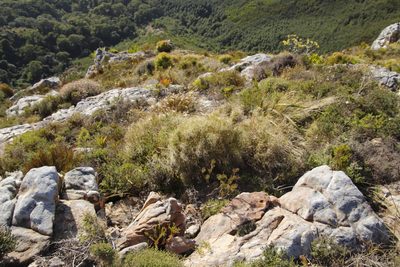 Pseudopentameris macrantha, photographed by Tony Rebelo