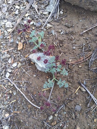 Lomatium cuspidatum, photographed by Laura Holloway