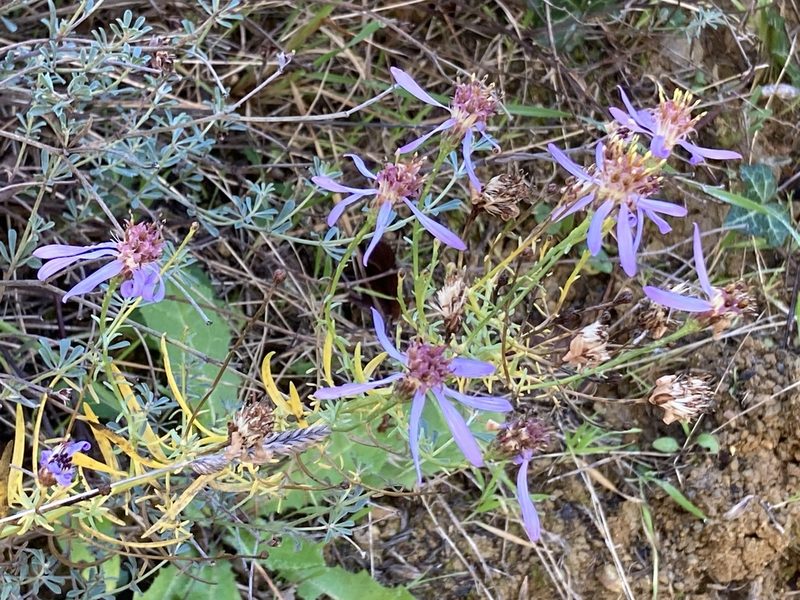 Galatella sedifolia, photographed by Marc Riera