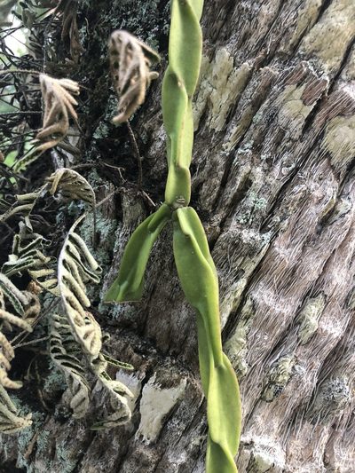 Rhipsalis paradoxa, photographed by akt2