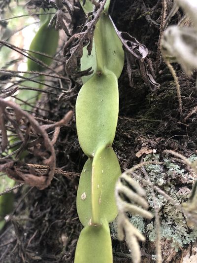Rhipsalis paradoxa, photographed by akt2