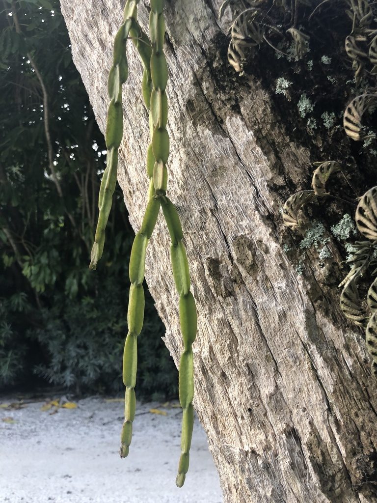 Rhipsalis paradoxa, photographed by akt2