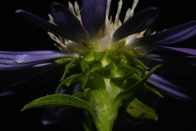 Symphyotrichum retroflexum, photographed by Brian Finzel