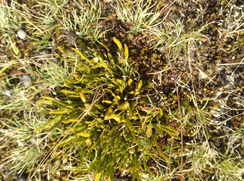 Carmichaelia corrugata, photographed by Joe Potter Butler