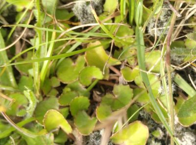 Centella uniflora, photographed by Joe Potter Butler