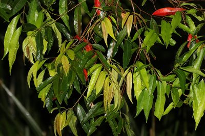 Syzygium floribundum, photographed by Greg Tasney