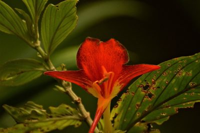 Columnea nicaraguensis, photographed by Andrea Gantzer