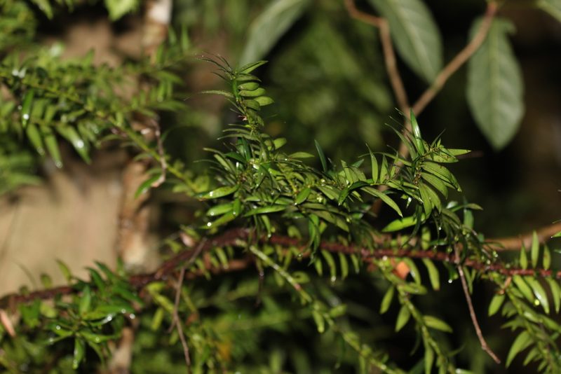 Araucaria bidwillii, photographed by Greg Tasney