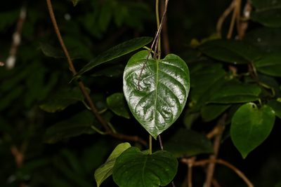 Parsonsia largiflorens, photographed by Greg Tasney