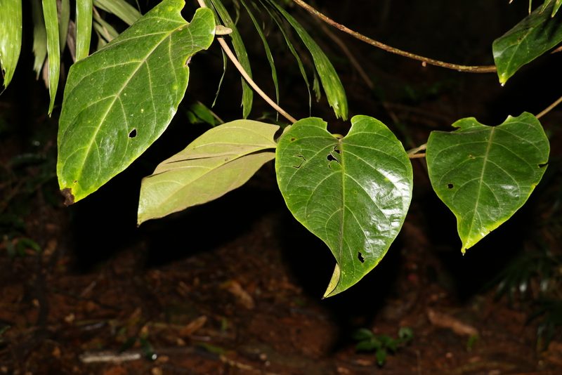 Parsonsia largiflorens, photographed by Greg Tasney