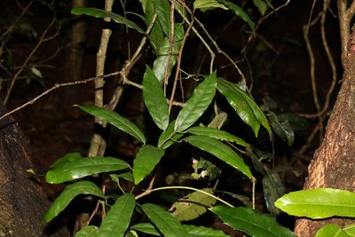 Carronia multisepalea, photographed by Greg Tasney