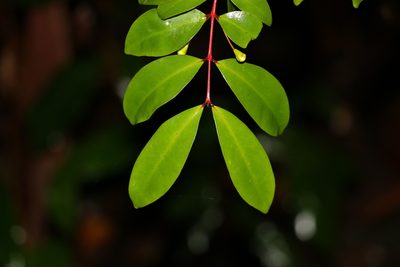Pilidiostigma glabrum, photographed by Greg Tasney
