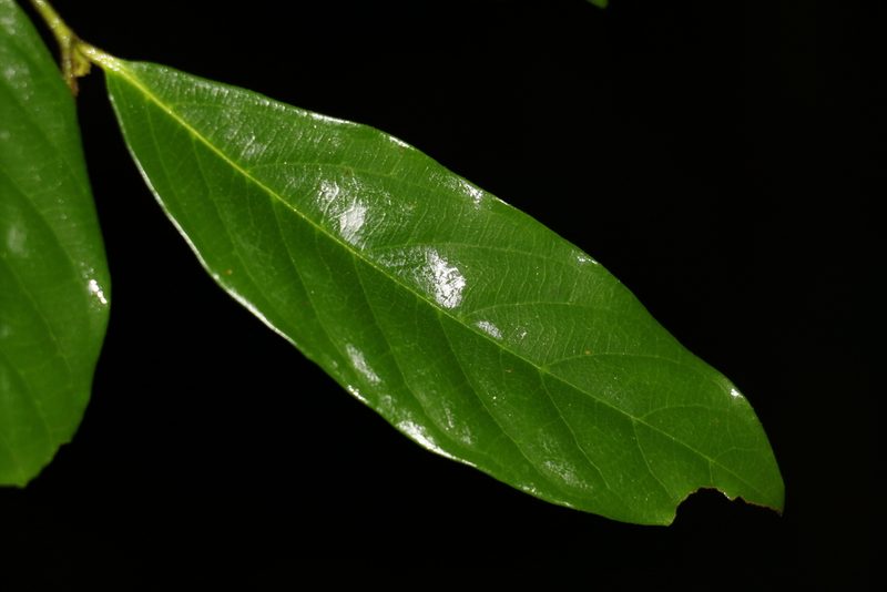 Alangium villosum, photographed by Greg Tasney