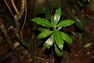 Tapeinosperma repandulum, photographed by Greg Tasney
