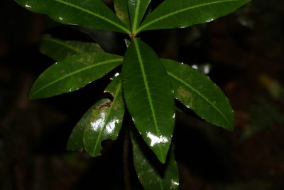 Tapeinosperma repandulum, photographed by Greg Tasney