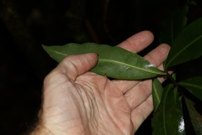 Tapeinosperma repandulum, photographed by Greg Tasney