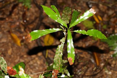Macadamia ternifolia, photographed by Greg Tasney