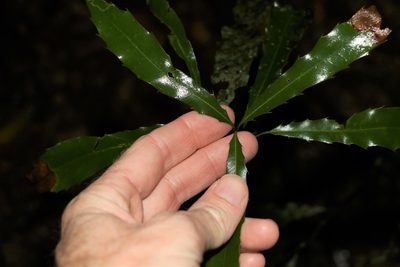 Macadamia ternifolia, photographed by Greg Tasney