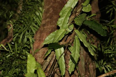 Carronia multisepalea, photographed by Greg Tasney