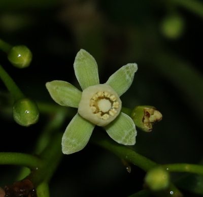 Anthocarapa nitidula, photographed by Greg Tasney