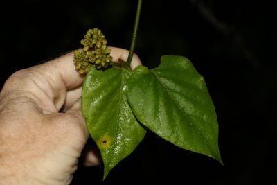 Parsonsia velutina, photographed by Greg Tasney