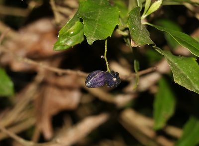Polyosma cunninghamii, photographed by Greg Tasney