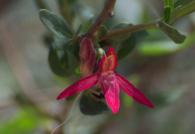 Justicia xylosteoides, photographed by Facundo Chieffo