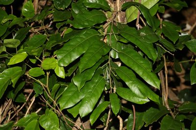 Carronia multisepalea, photographed by Greg Tasney