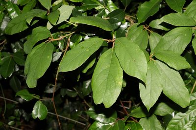 Gmelina leichhardtii, photographed by Greg Tasney