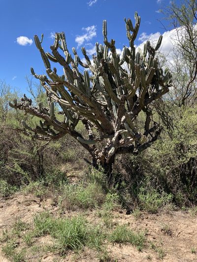 Cereus forbesii, photographed by Facundo Chieffo