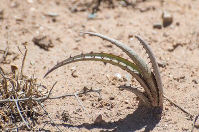 Deinacanthon urbanianum, photographed by Facundo Chieffo