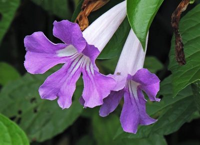 Bignonia callistegioides, photographed by Hugo Hulsberg