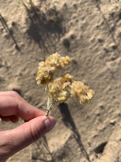 Pseudognaphalium cheiranthifolium, photographed by Florencia Grattarola
