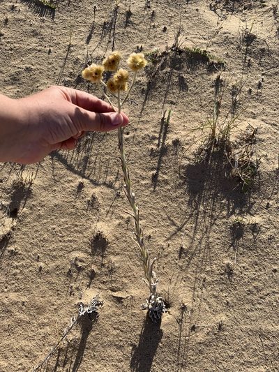 Pseudognaphalium cheiranthifolium, photographed by Florencia Grattarola