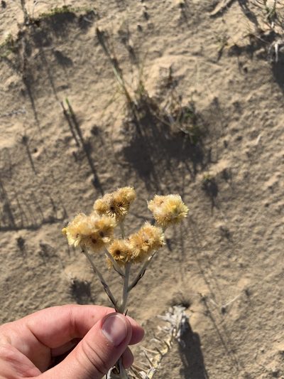 Pseudognaphalium cheiranthifolium, photographed by Florencia Grattarola