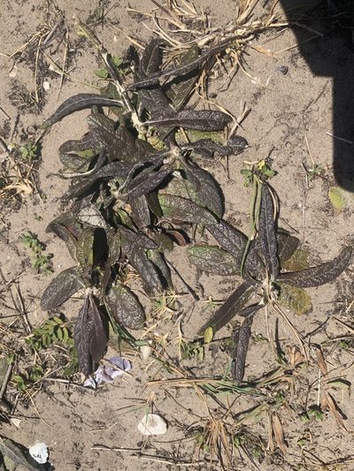 Pterocaulon lorentzii, photographed by Florencia Grattarola