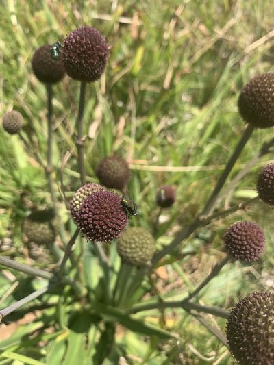 Eryngium sanguisorba, photographed by Florencia Grattarola