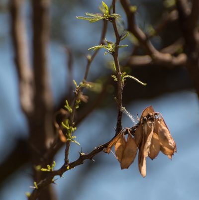 Mimozyganthus carinatus, photographed by Facundo Chieffo