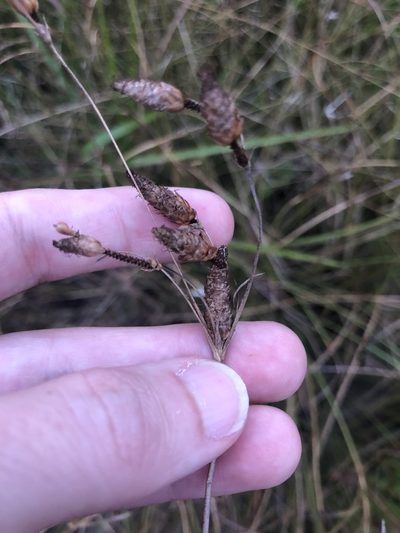 Fimbristylis spadicea, photographed by akt2