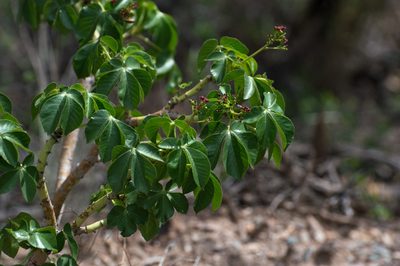 Jatropha excisa, photographed by Facundo Chieffo
