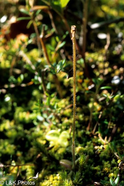 Pinguicula villosa, photographed by lallen