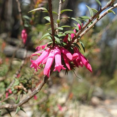 Epacris impressa, photographed by yatesy