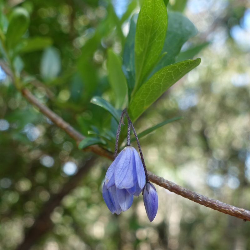 Billardiera fusiformis, photographed by yatesy