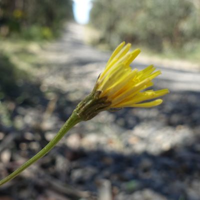 Leontodon saxatilis, photographed by yatesy