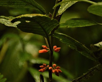 Besleria robusta, photographed by Andrea Gantzer