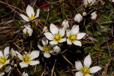 Gentianella serotina, photographed by Carey_Knox_Southern_Scales